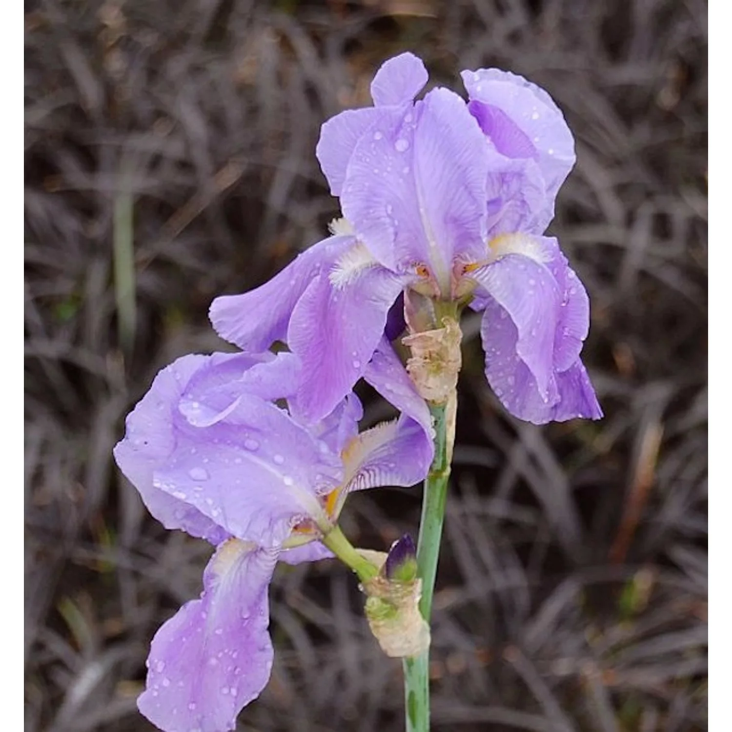 Dalmatische Schwertlilie - Iris pallida günstig online kaufen