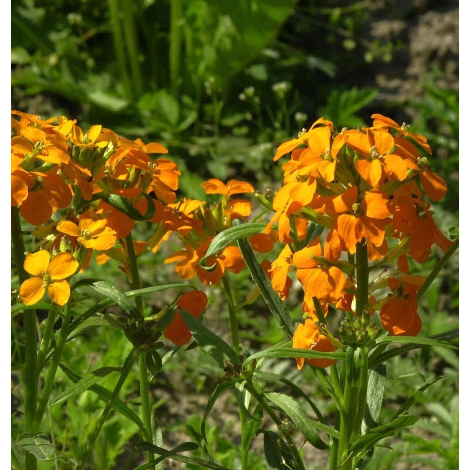 Schöterich - Erysimum allionii günstig online kaufen