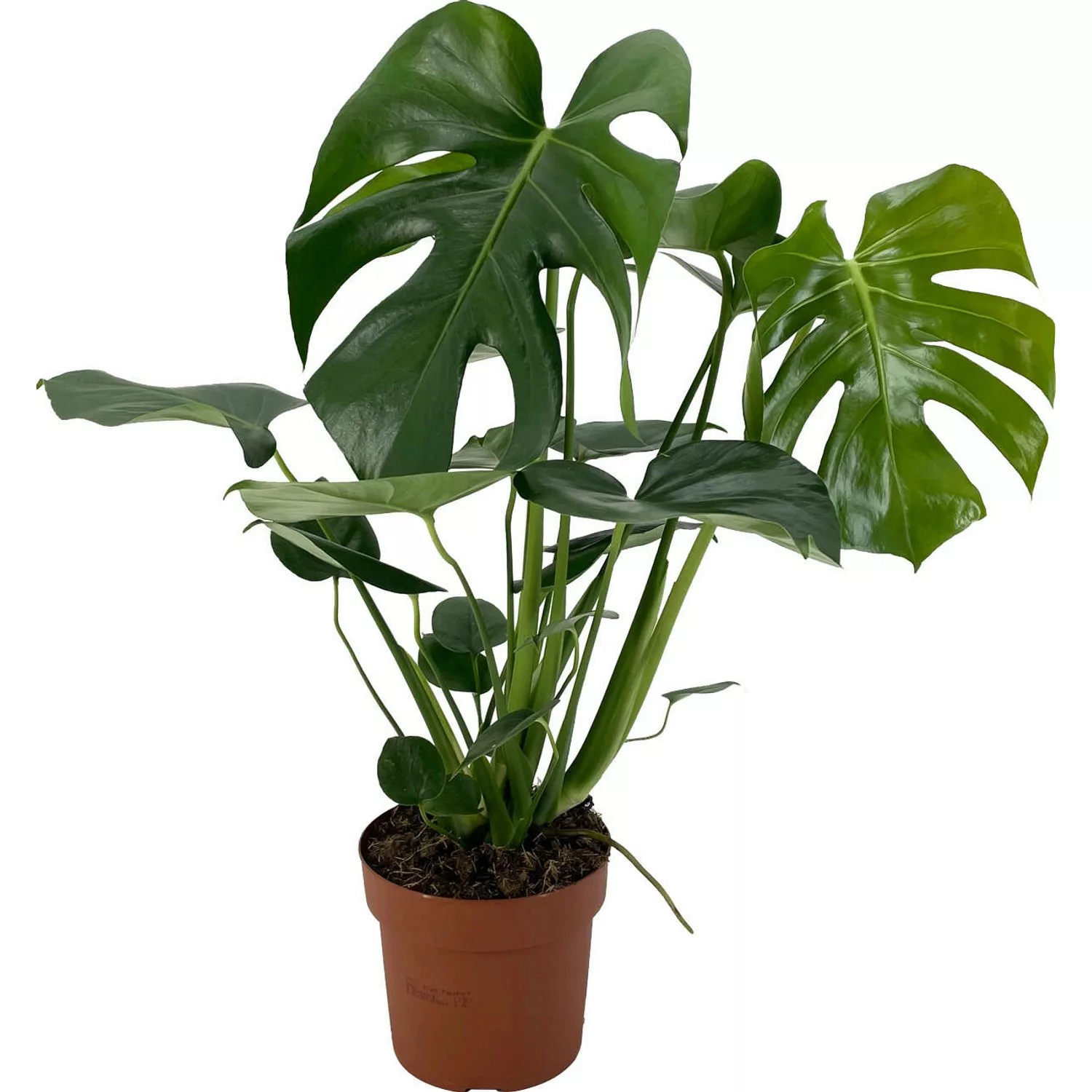 GROW by OBI Fensterblatt Höhe ca. 60-75 cm Topf Ø ca. 17 cm Monstera Delici günstig online kaufen