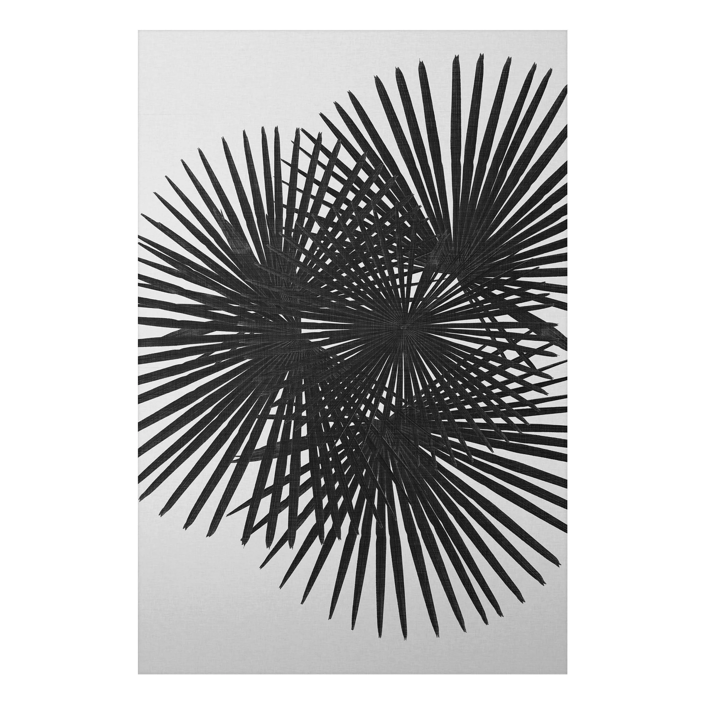 Alu-Dibond Bild Palmenfarne in Schwarz-Weiß günstig online kaufen