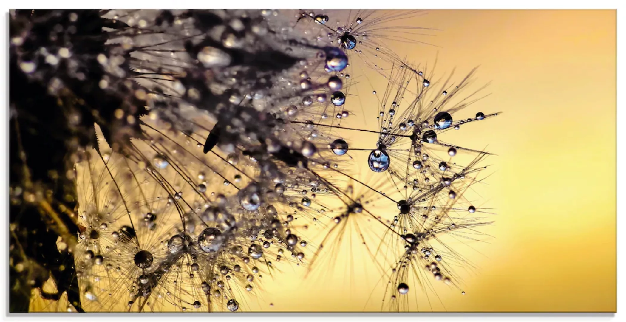 Artland Glasbild "Pusteblume mit Tautropfen benetzt", Blumen, (1 St.), in v günstig online kaufen