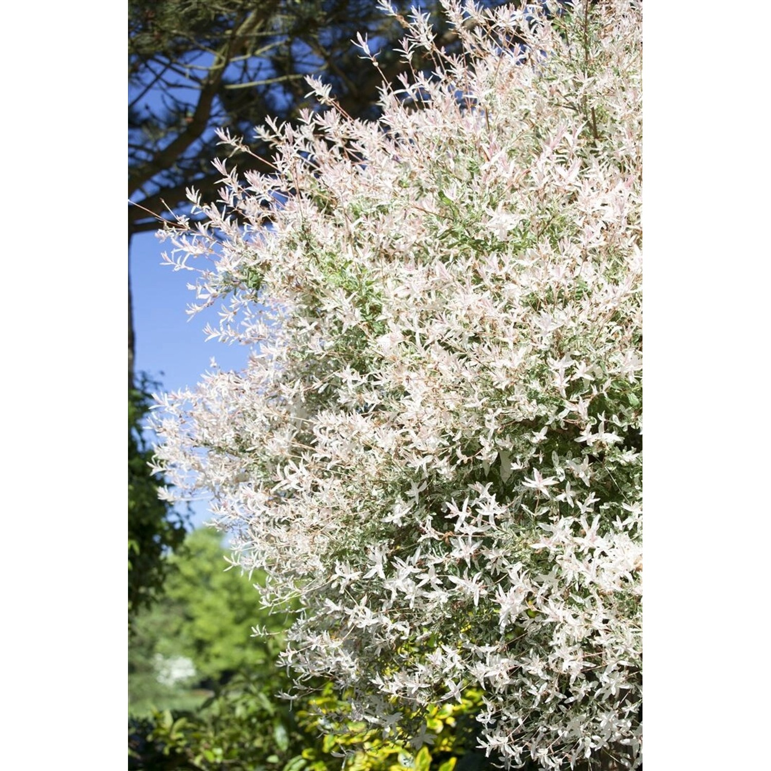 Salix Integra Hakuro Nishiki Japanische Weide Rosa-Weiß 80 cm Stammhöhe günstig online kaufen