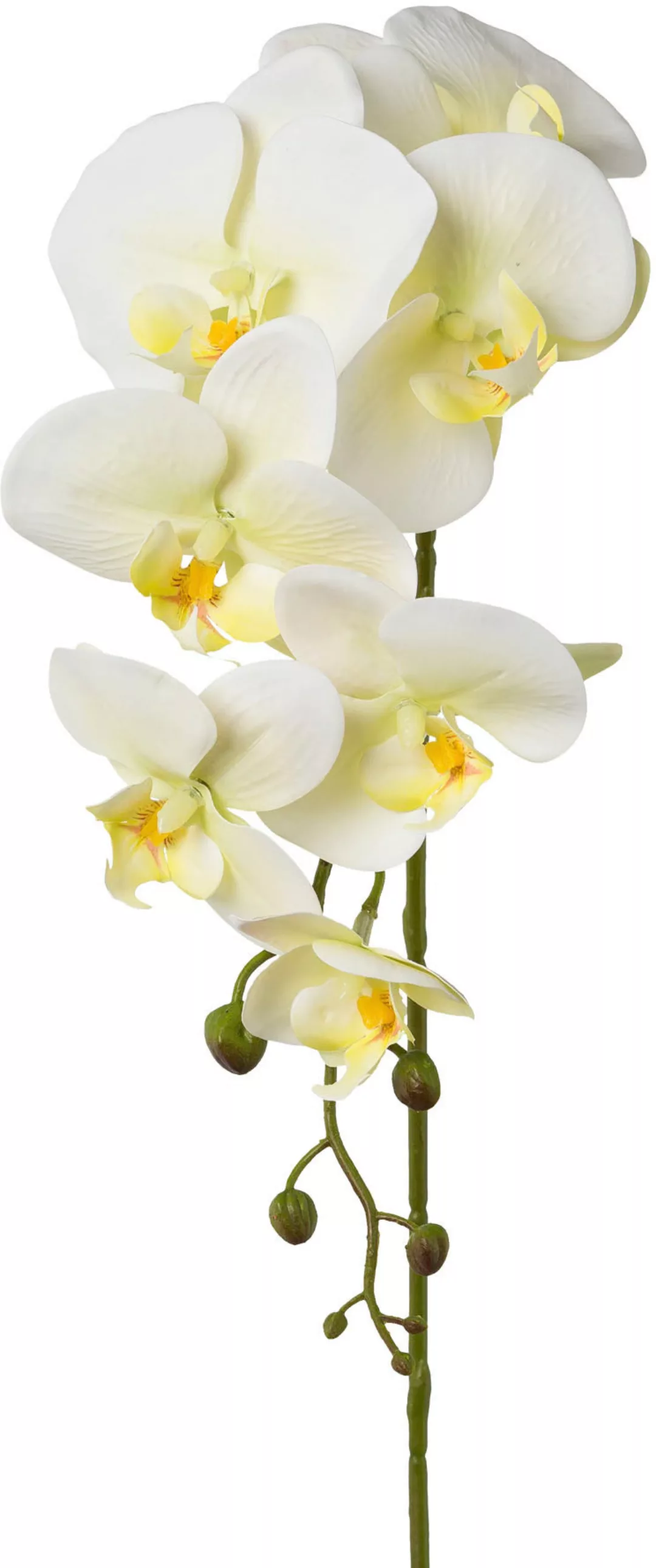 Creativ green Kunstblume "Orchidee Phalaenopsis" günstig online kaufen