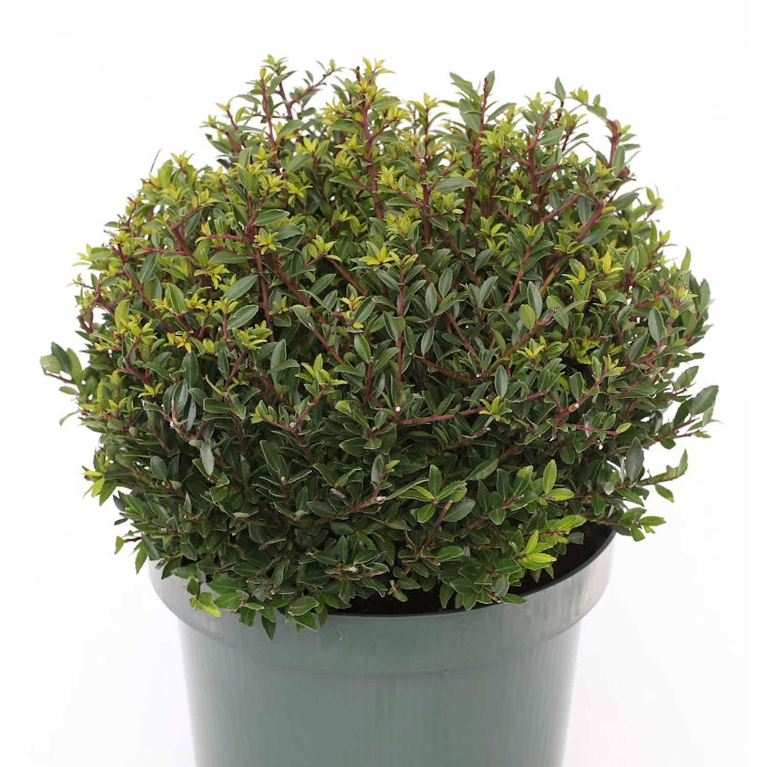 Kugelschnitt Japanische Stechpalme Ilex Twiggy 20-25cm - Ilex crenata günstig online kaufen