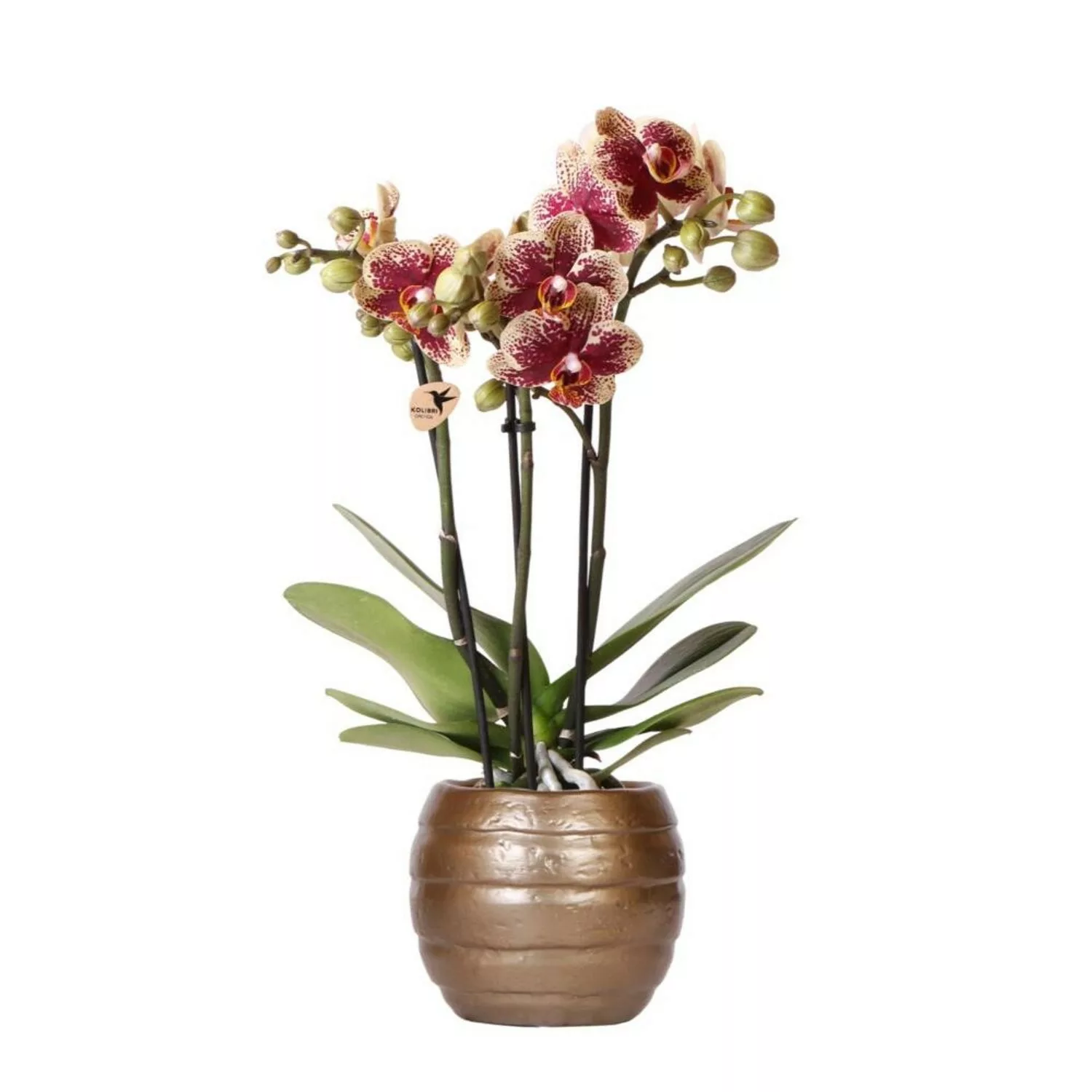Kolibri Orchideen Gelbe Rote Phalaenopsis Orchidee Spanien Topfgröße 9cm günstig online kaufen