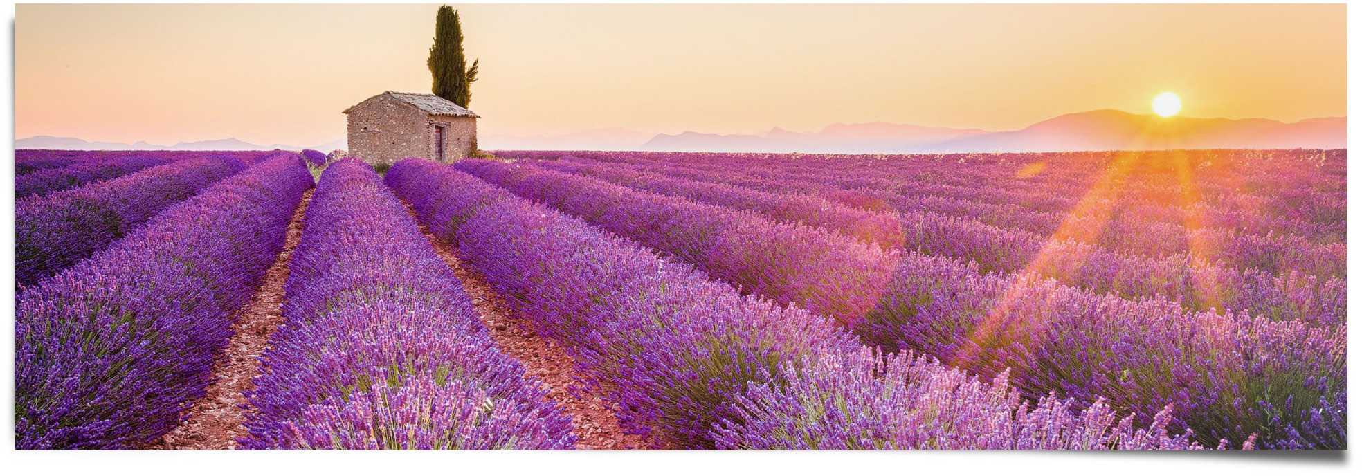 Reinders Poster "Lavendel Horizont", (1 St.) günstig online kaufen