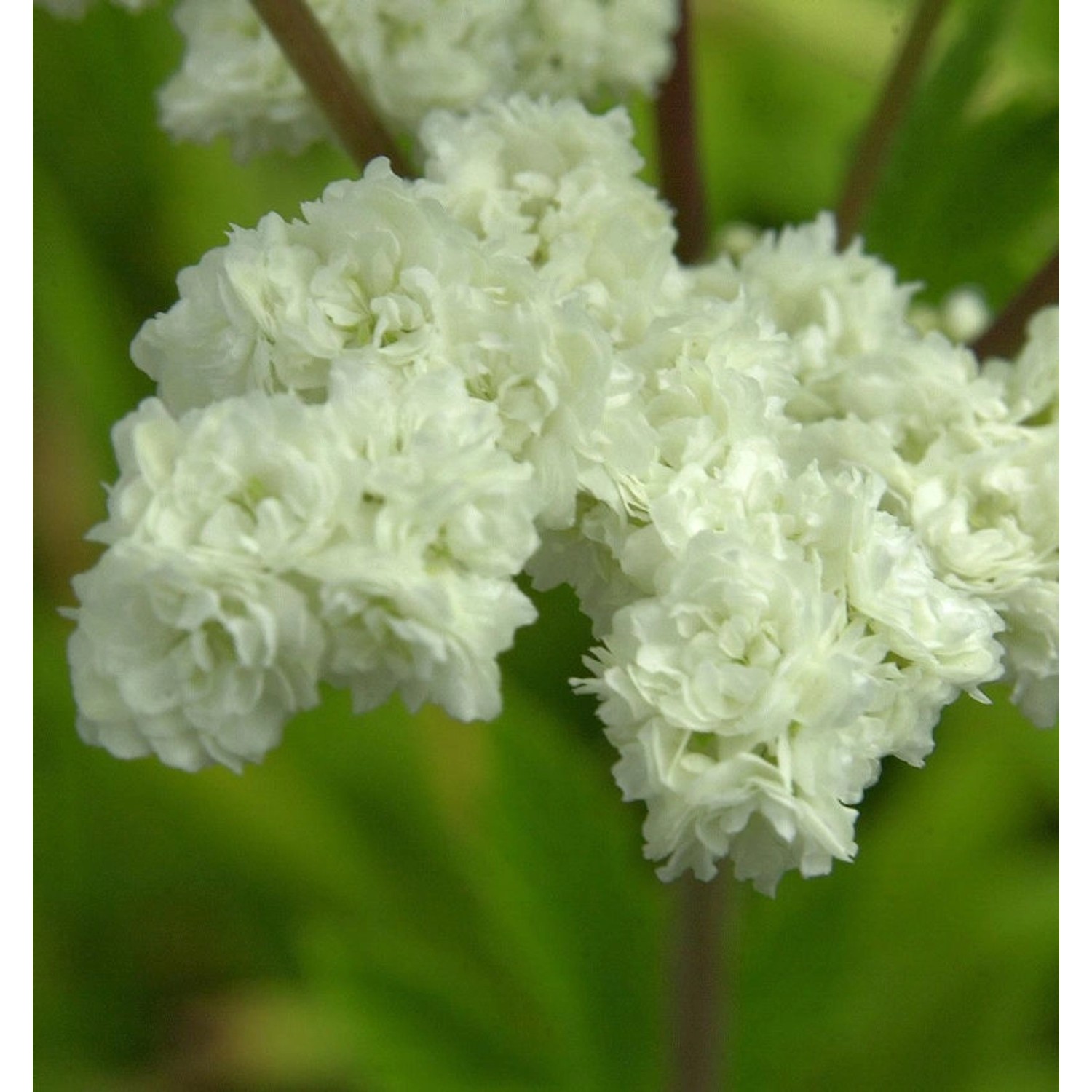 Gefülltblühendes Mädesüß - Filipendula ulmaria günstig online kaufen