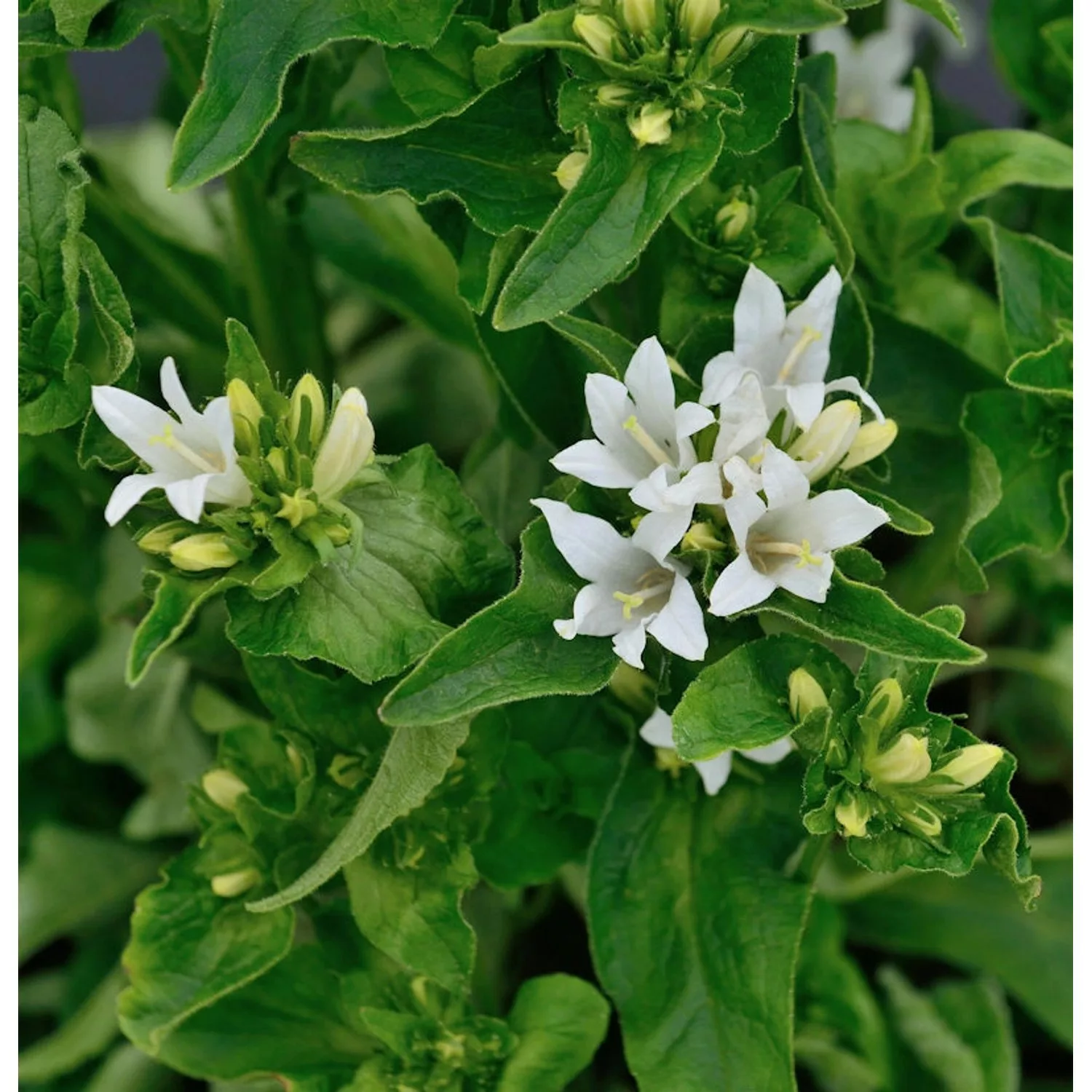 Knäulglockenblume Bellefleur White - Campanula glomerata günstig online kaufen