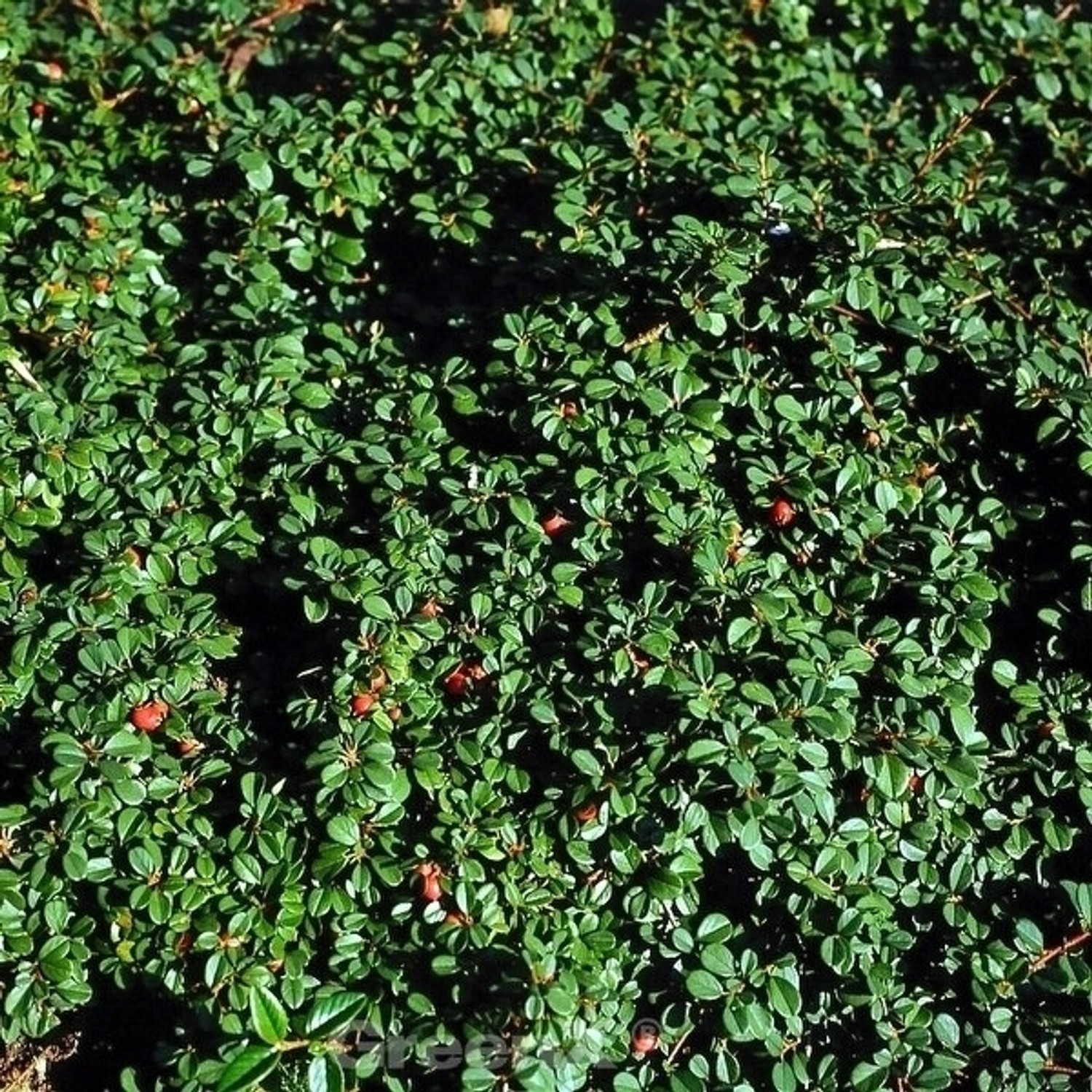 10x Zwergmispel Eichholz 15-20cm - Cotoneaster dammeri günstig online kaufen