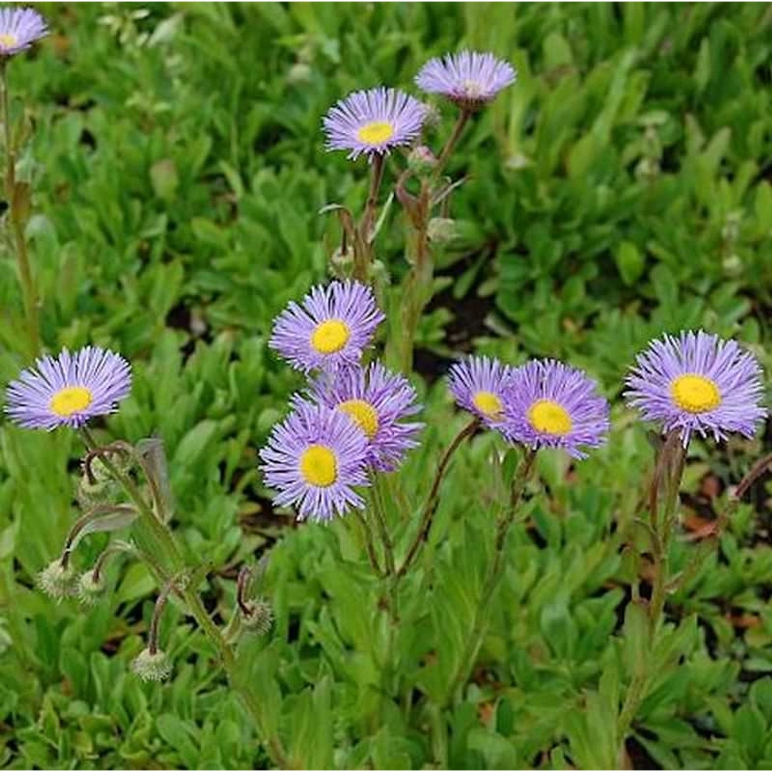 Feinstrahlaster Mrs. E.H. Beale - Erigeron Hybrid günstig online kaufen