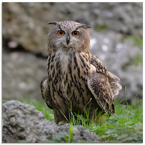 Artland Glasbild "Uhu", Vögel, (1 St.), in verschiedenen Größen günstig online kaufen