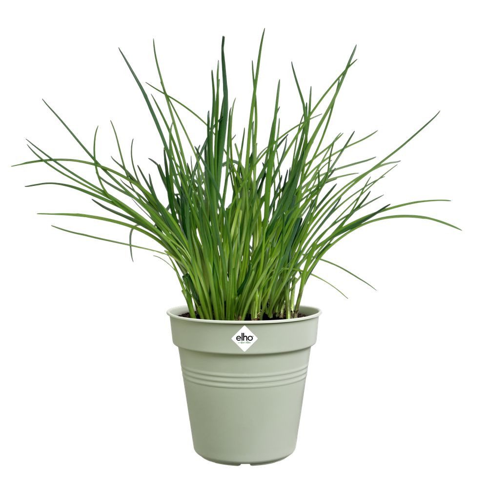 Elho Pflanzkübel green basics anzuchttopf 13cm günstig online kaufen