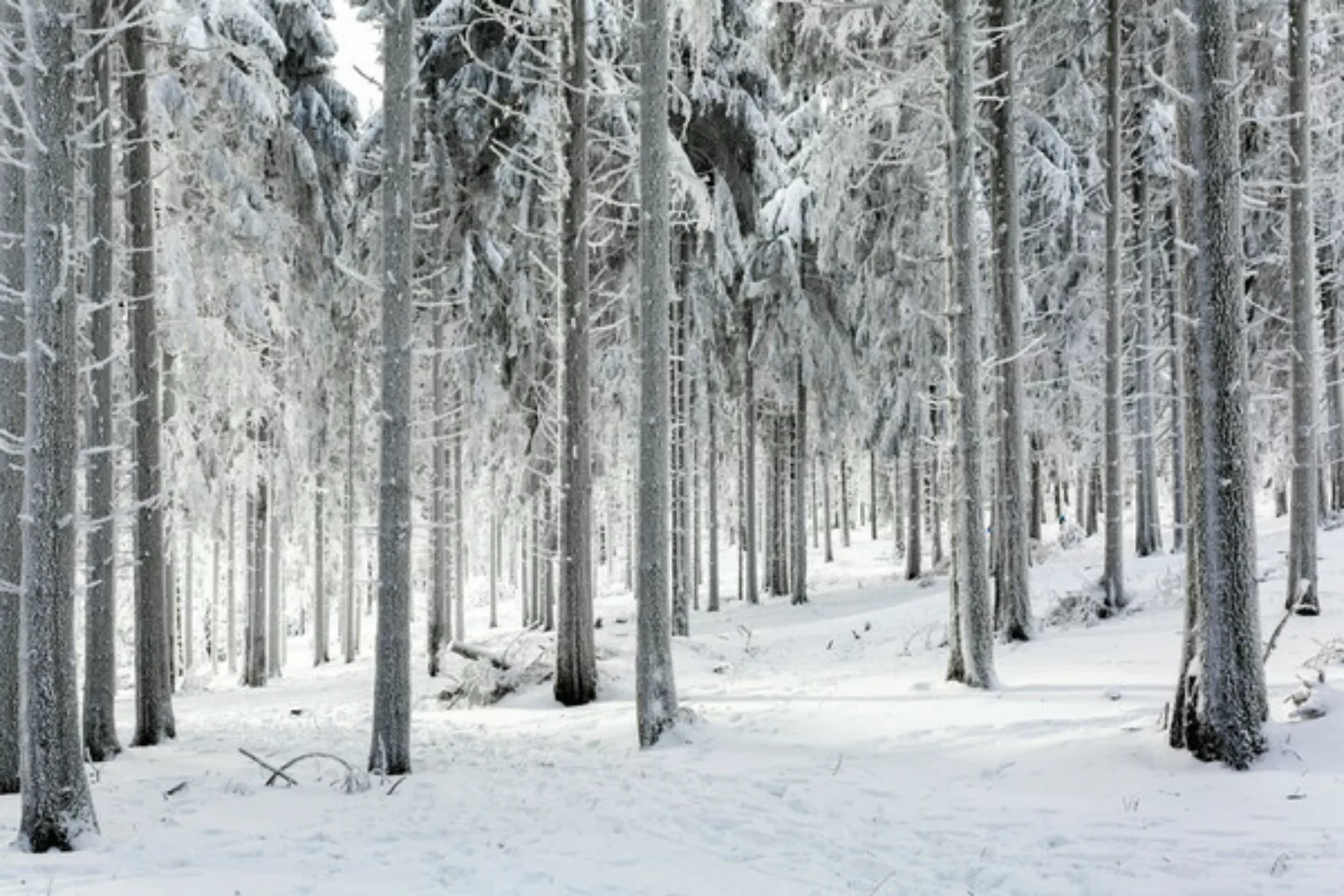 Poster / Leinwandbild - Snowy Landscape günstig online kaufen