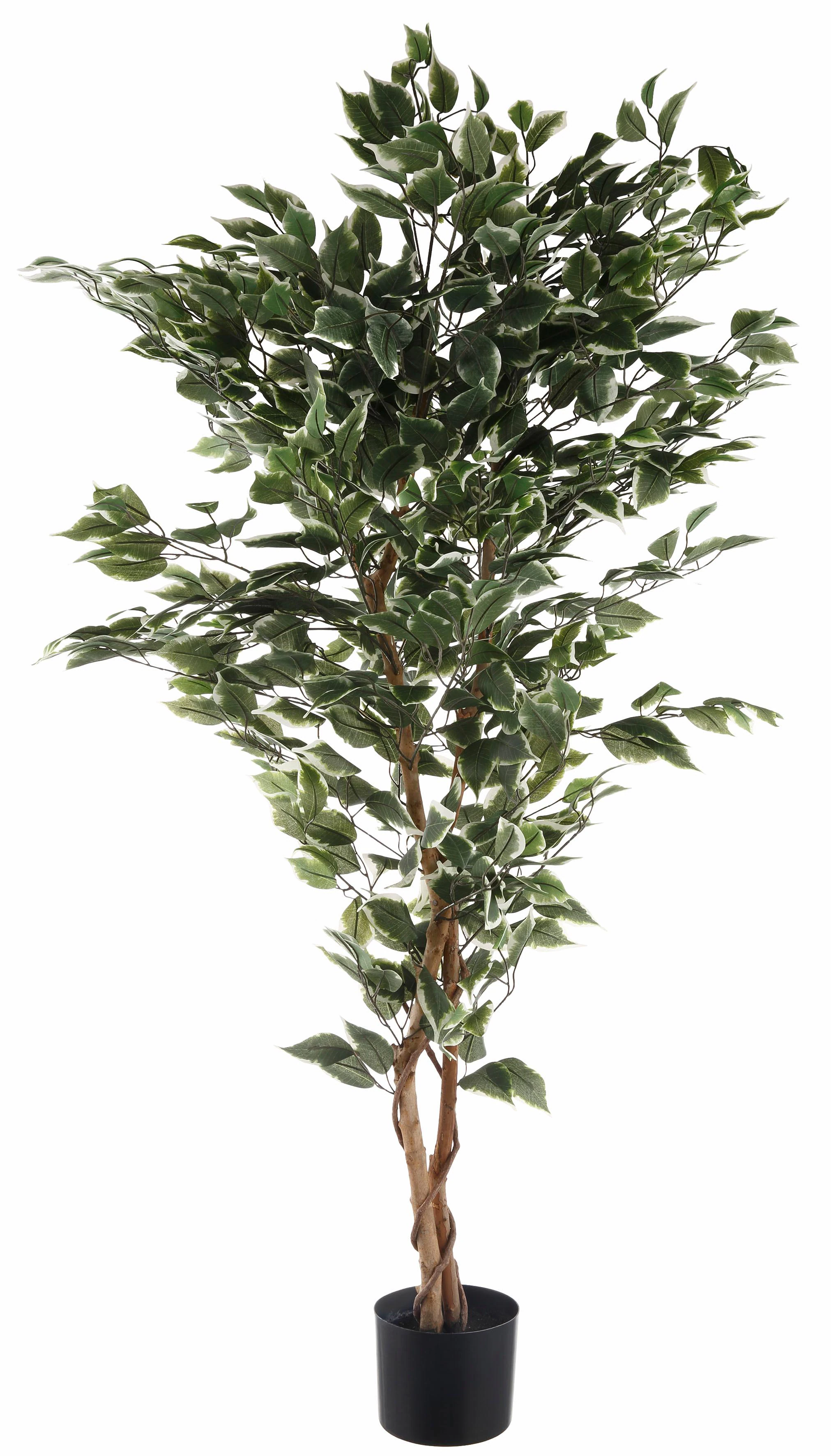 Creativ green Kunstpflanze "Ficus Benjamini" günstig online kaufen