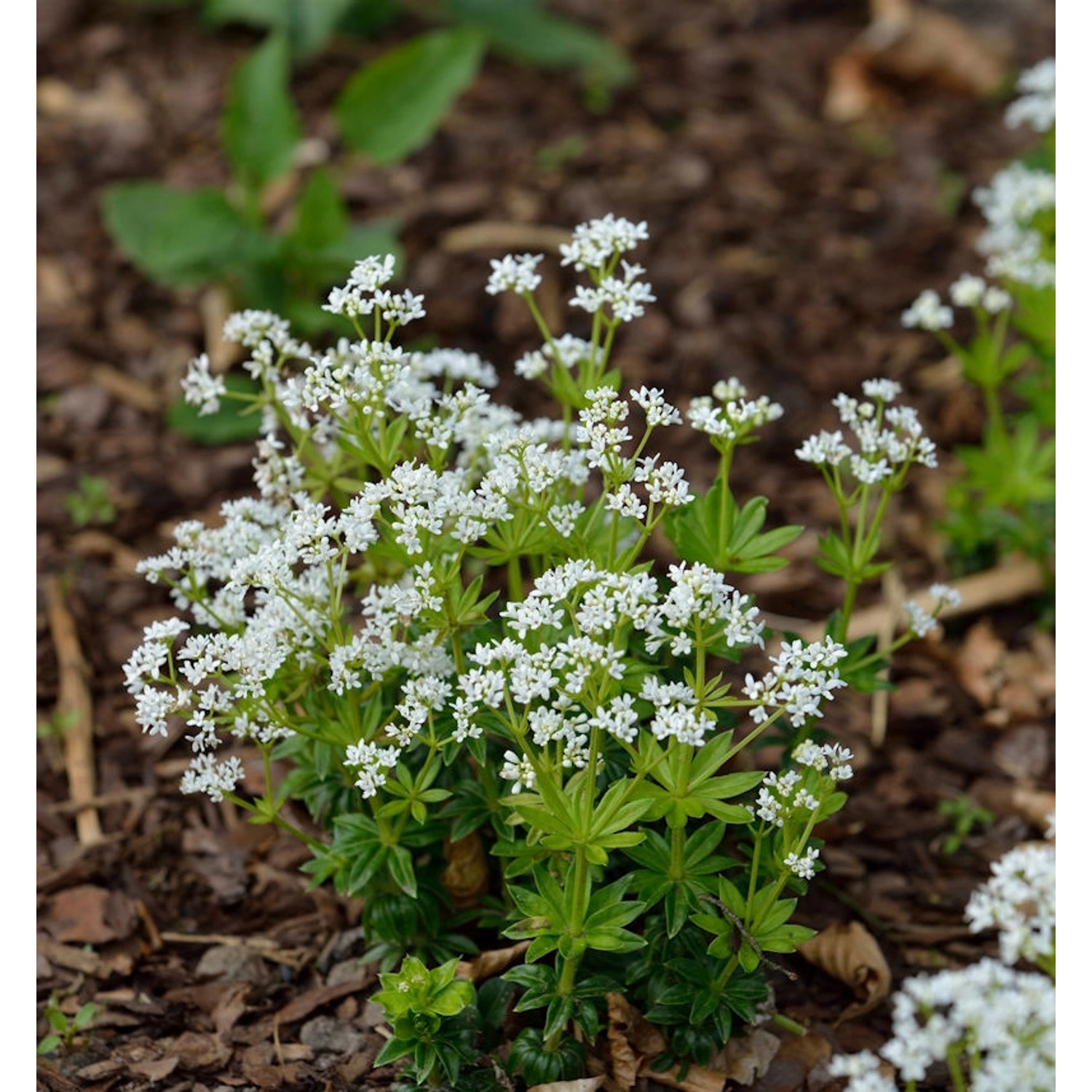 Waldmeister - Galium odoratum günstig online kaufen