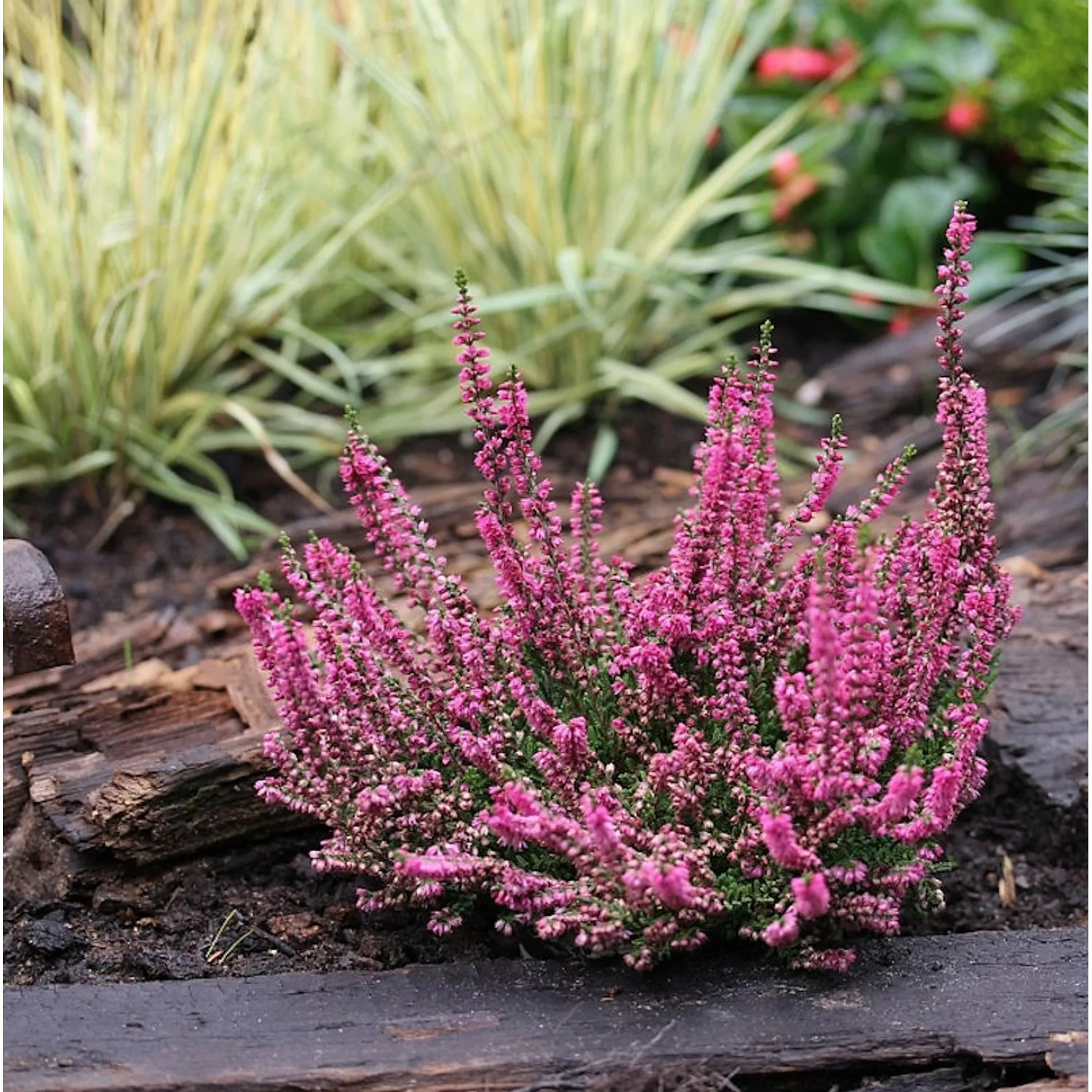 10x Besenheide Arabella - Calluna vulgaris günstig online kaufen