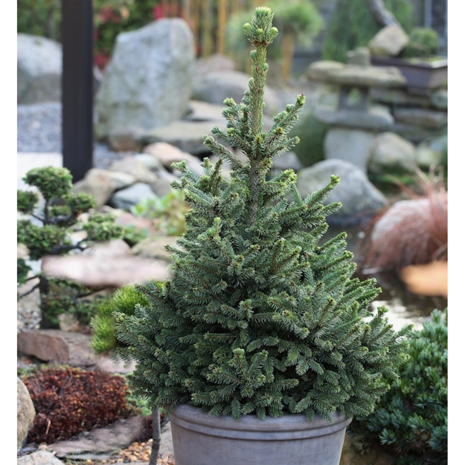 Zwergfichte Wills Zwerg 30-40cm - Picea abies günstig online kaufen