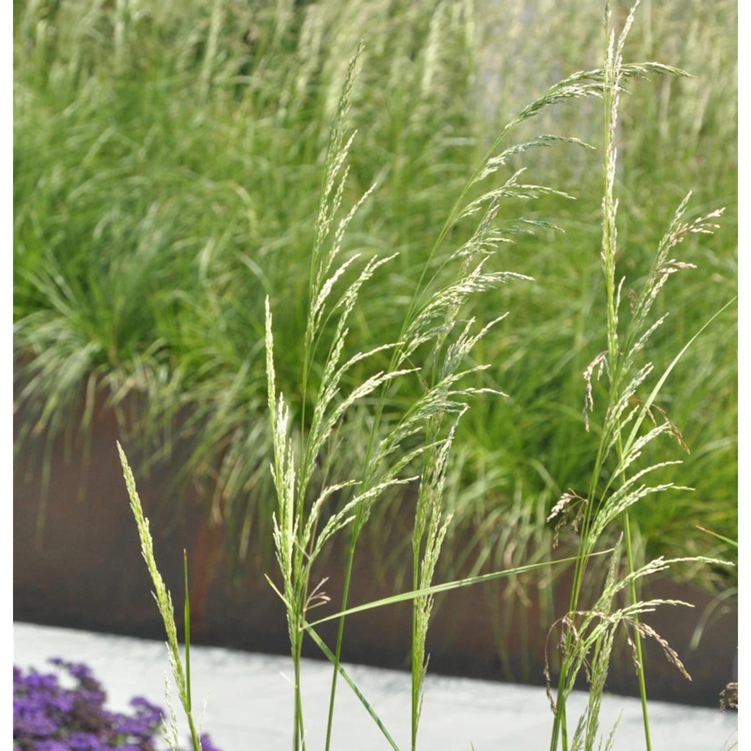 Waldschmiele Schottland - Deschampsia cespitosa günstig online kaufen