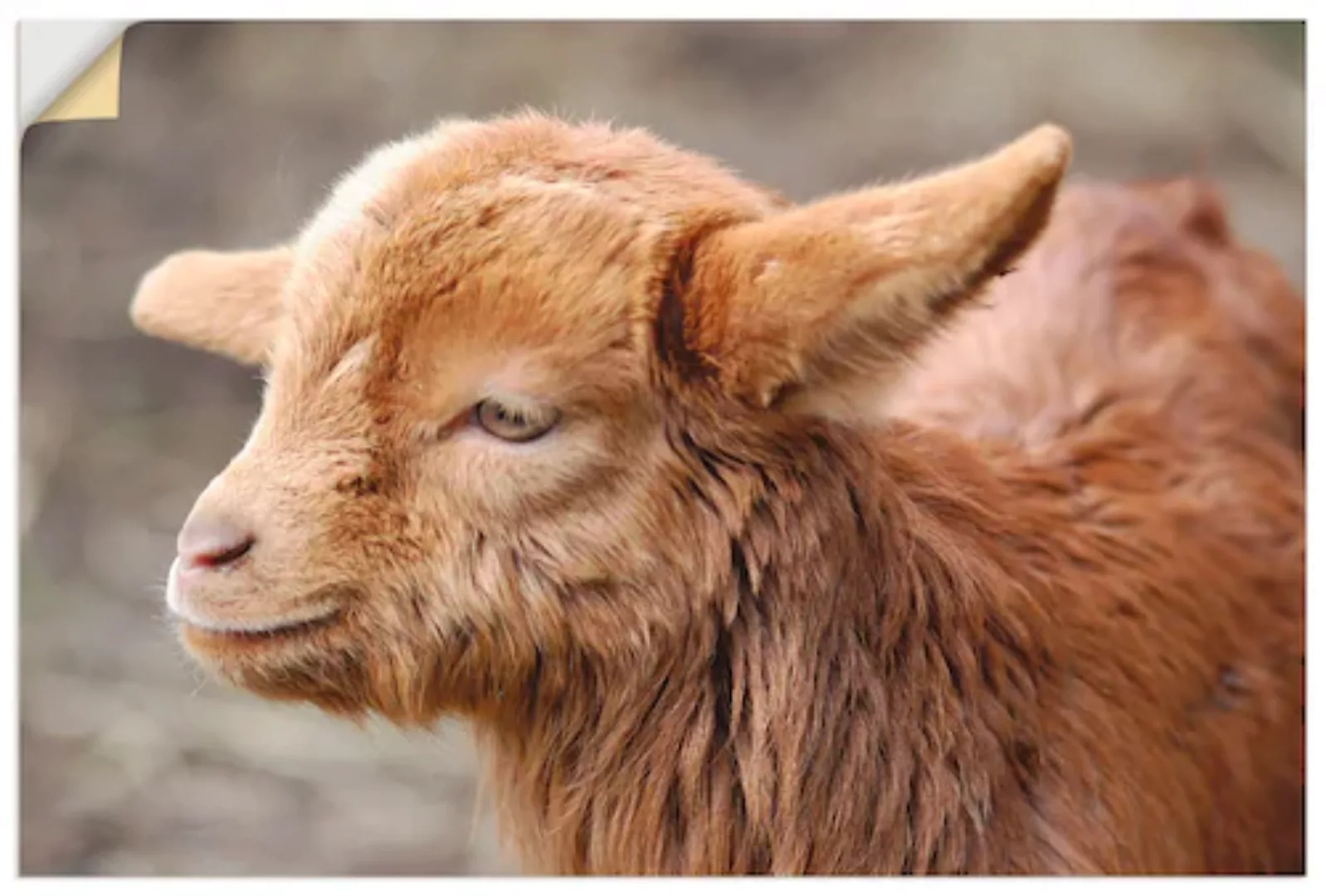 Artland Wandfolie »Kleine Ziege«, Haustiere, (1 St.), selbstklebend günstig online kaufen