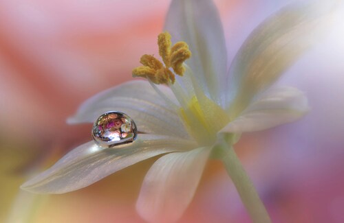 Papermoon Fototapete »Zen Wassertropfen mit Blume Makro« günstig online kaufen