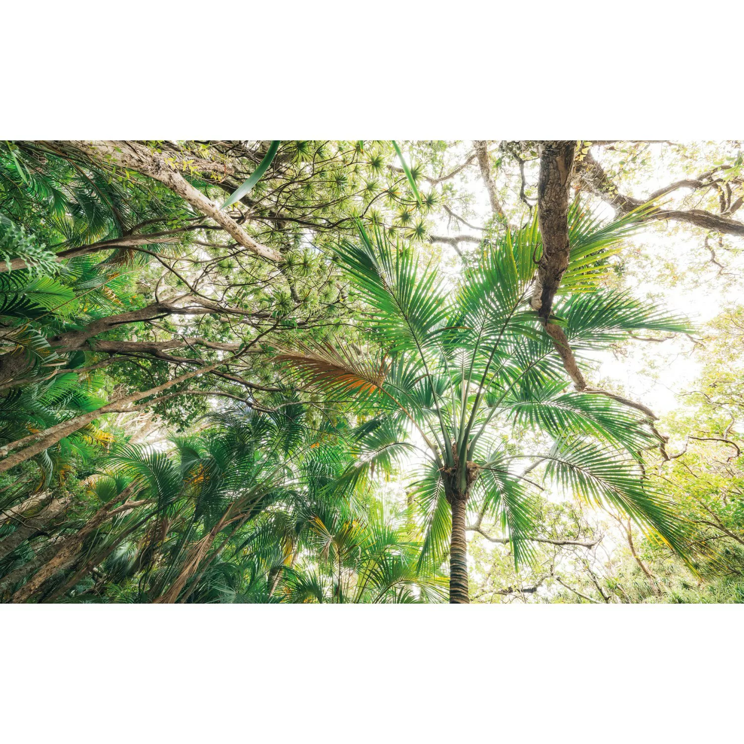 KOMAR Vlies Fototapete - Touch the Jungle  - Größe 450 x 280 cm mehrfarbig günstig online kaufen