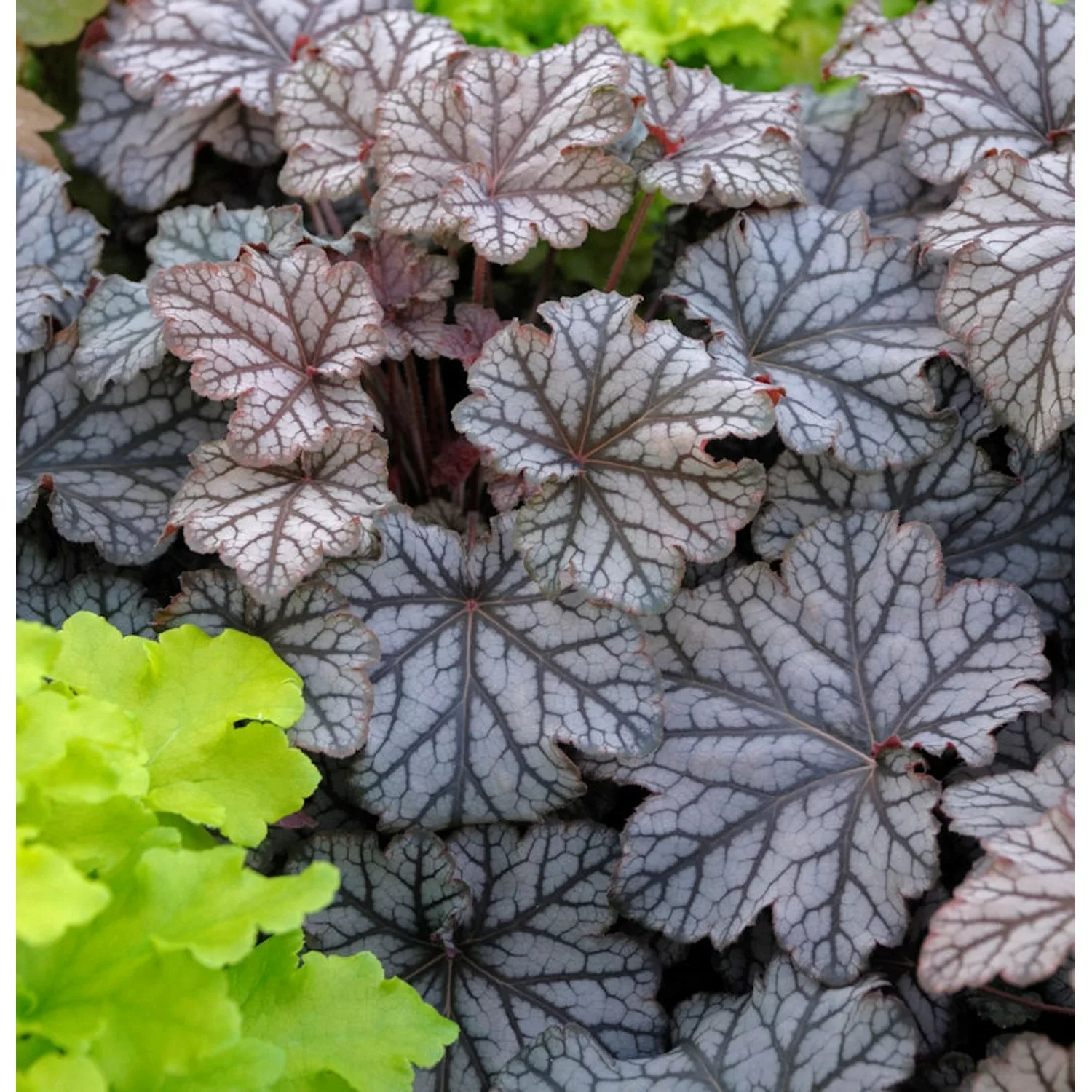 Purpurglöckchen Pinot Gris - Heuchera villosa günstig online kaufen