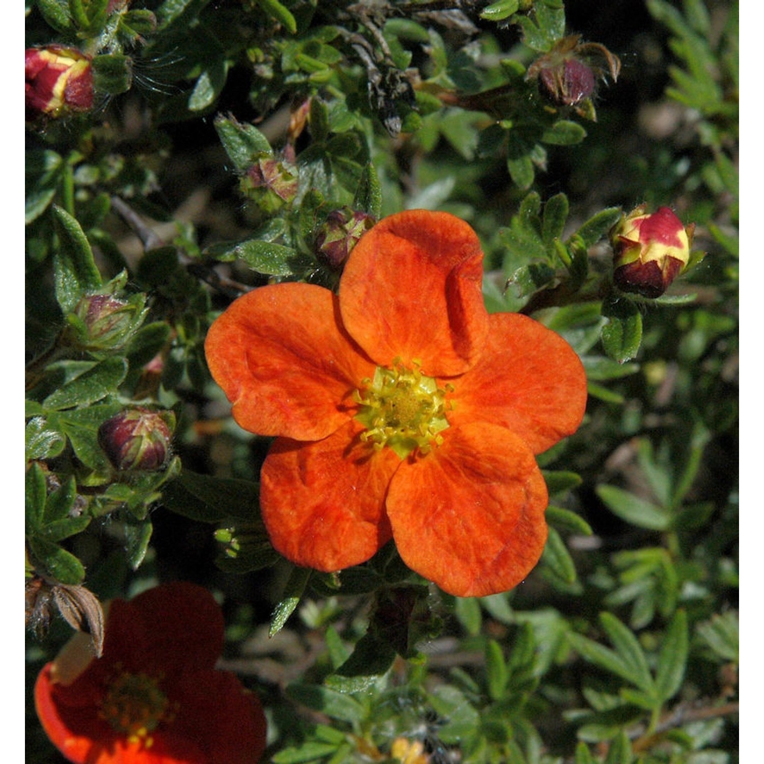 10x Fünffingerstrauch Red Ace - Potentilla fruticosa günstig online kaufen