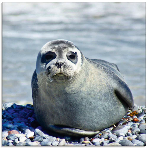 Artland Glasbild "Robbe am Strand von Helgoland", Wassertiere, (1 St.), in günstig online kaufen