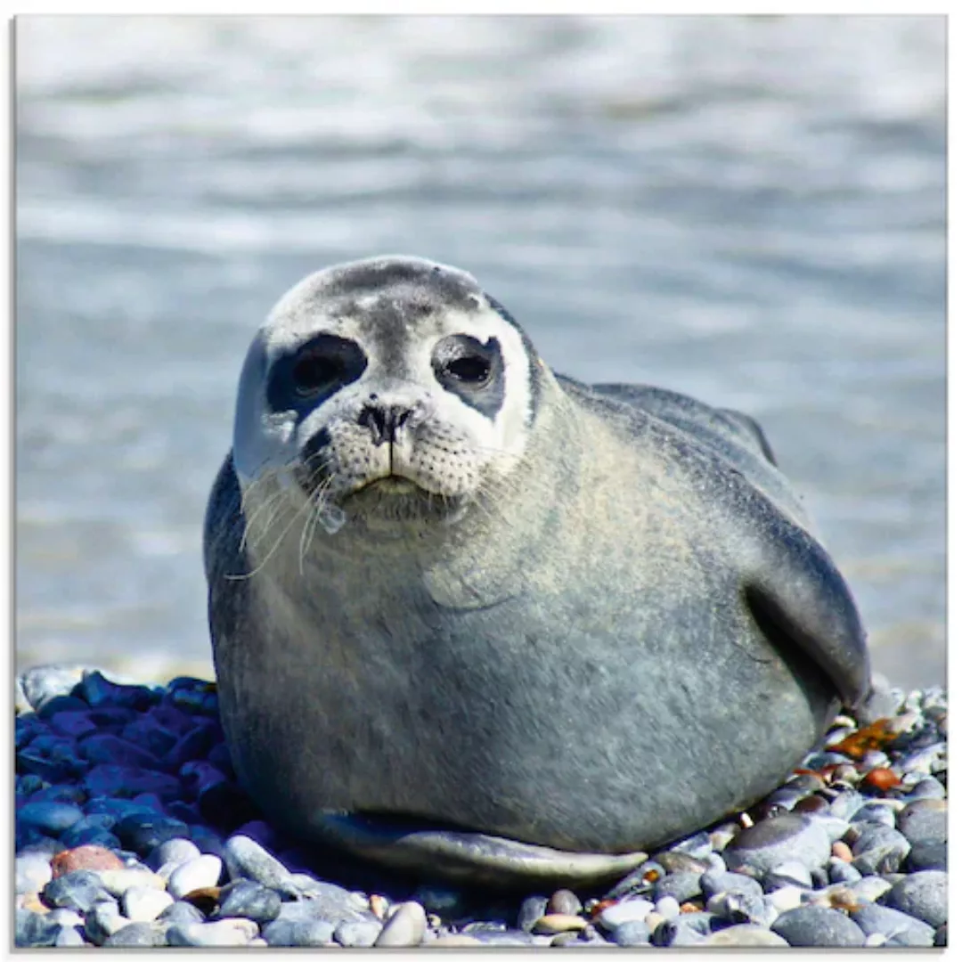 Artland Glasbild »Robbe am Strand von Helgoland«, Wassertiere, (1 St.), in günstig online kaufen