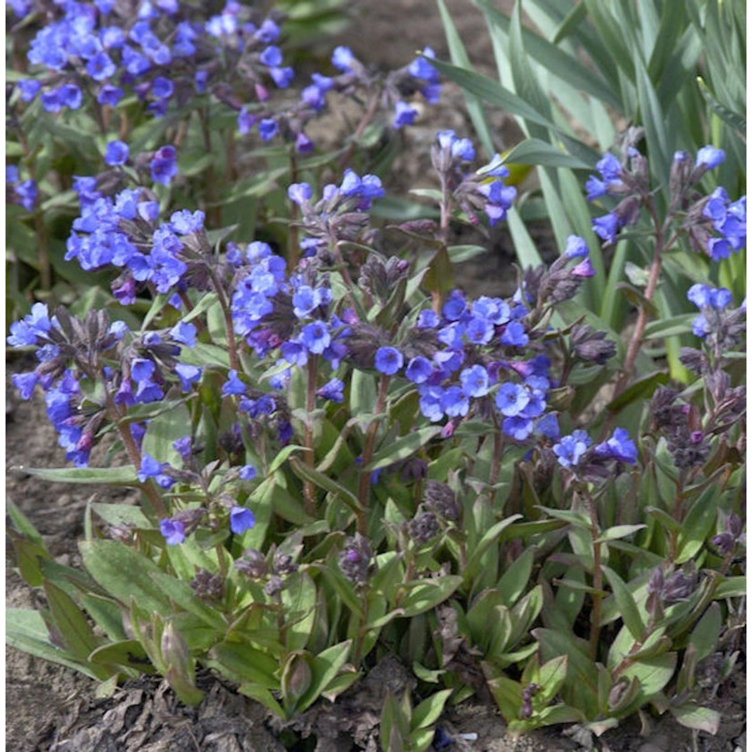 Schmalblättriges Lungenkraut Blaues Meer - Pulmonaria angustifolia günstig online kaufen