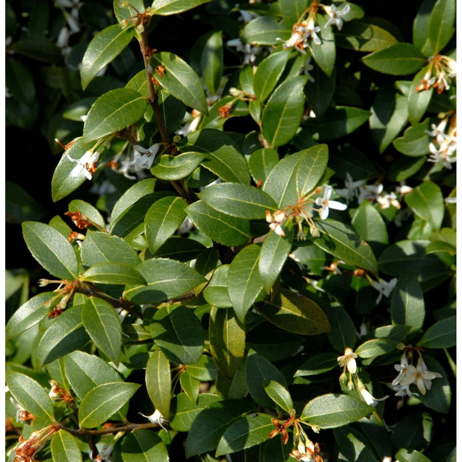 Süße Duftblüte 40-60cm - Osmanthus fragans günstig online kaufen