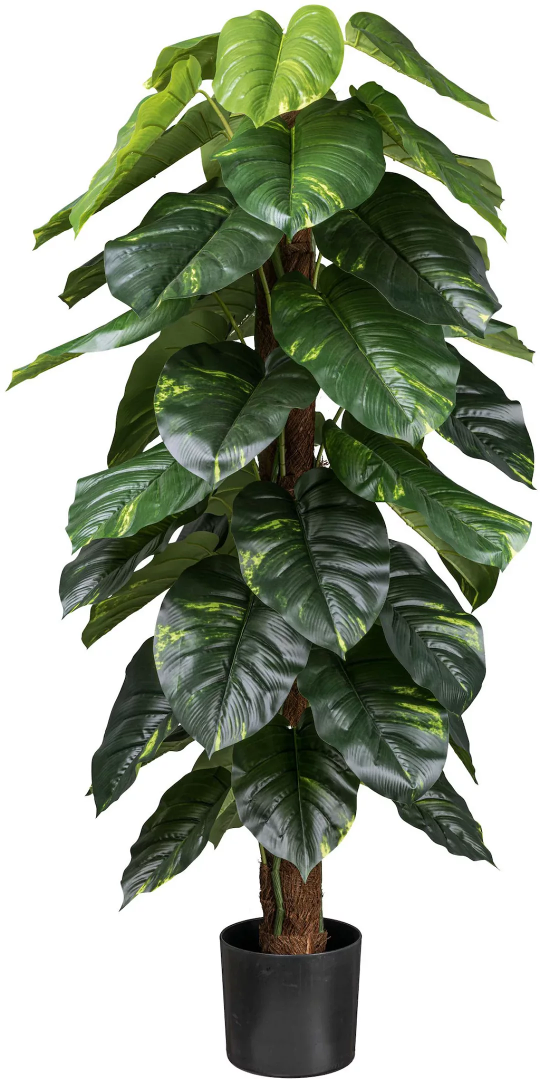 Creativ green Künstliche Zimmerpflanze "Philodendron Scandens", mit Kokosfa günstig online kaufen