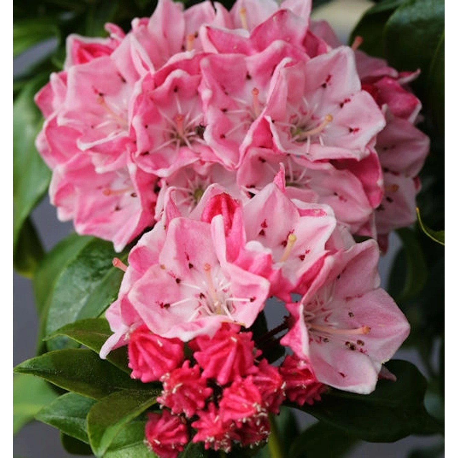 Großer Berglorbeer Olympic Fire 15-20cm - Kalmia latifolia günstig online kaufen