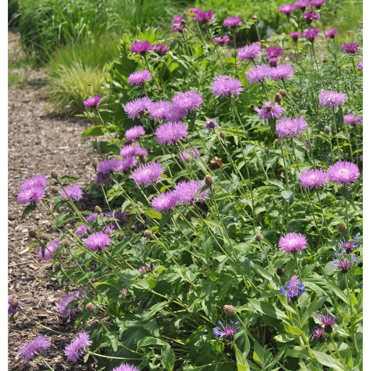 Filzige Flockenblume John Coutts - Centaurea hypoleuca günstig online kaufen