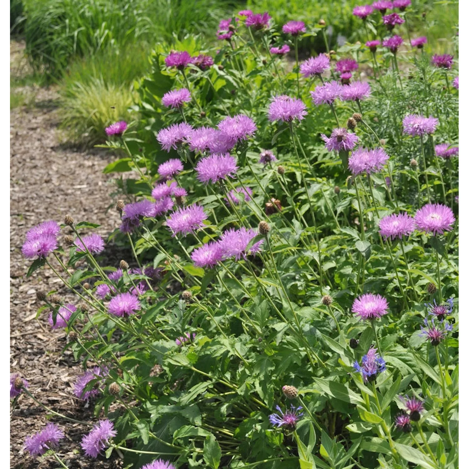 Filzige Flockenblume John Coutts - Centaurea hypoleuca günstig online kaufen