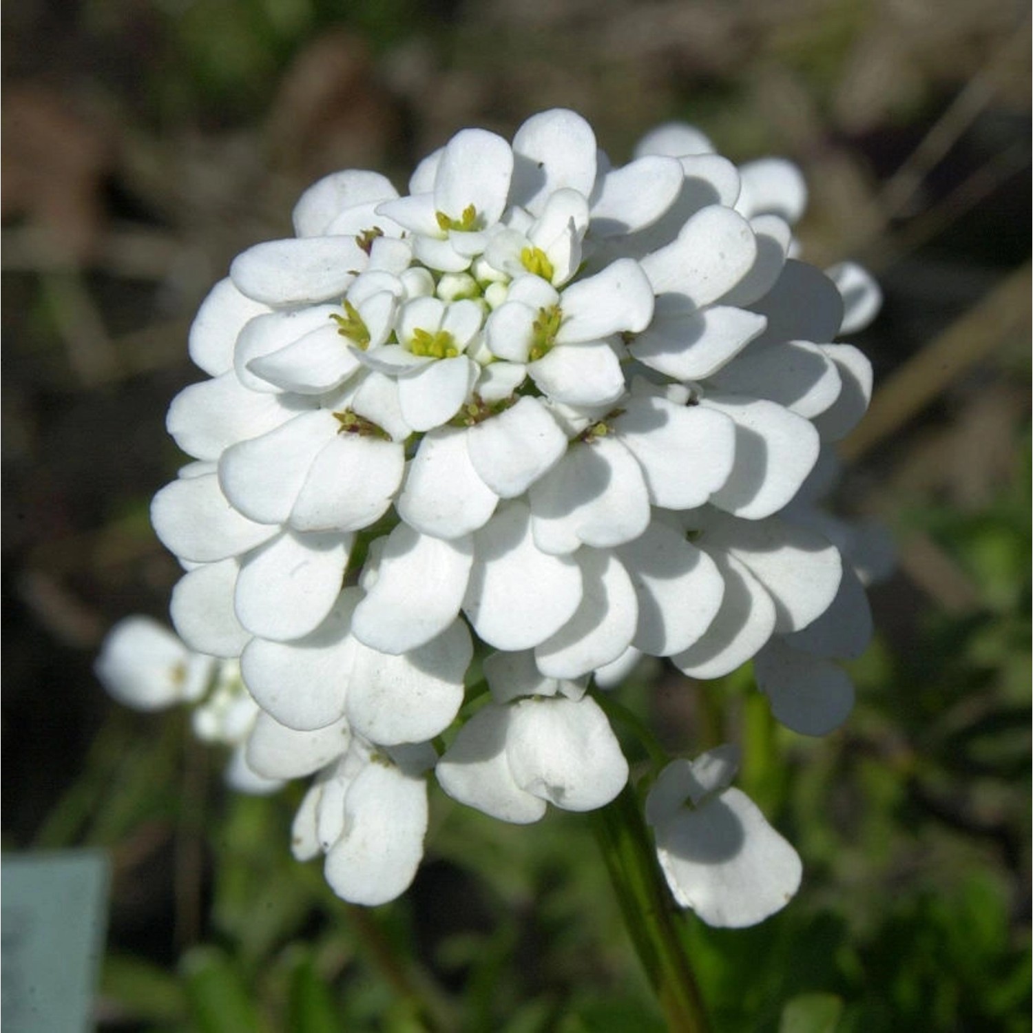 Schleifenblume Winterzauber - Iberis sempervirens günstig online kaufen