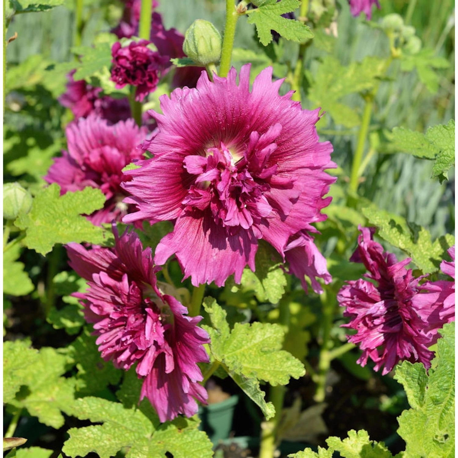 Purpur Stockrose - Alcea rosea günstig online kaufen