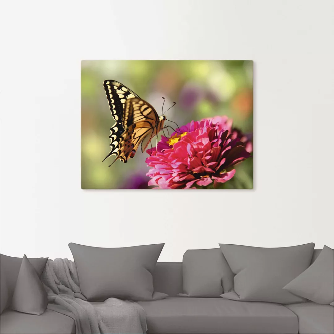 Artland Leinwandbild "Schmetterling", Insekten, (1 St.) günstig online kaufen