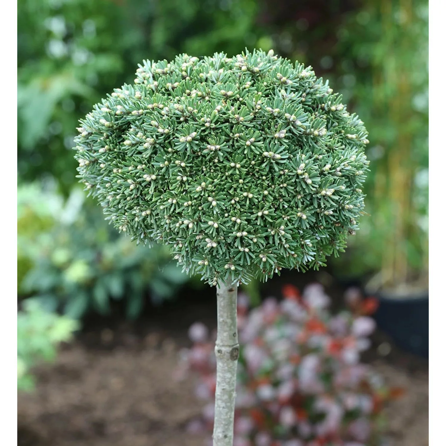 Hochstamm Zwerg Koreatanne Kristallkugel 40-60cm - Abies koreana günstig online kaufen