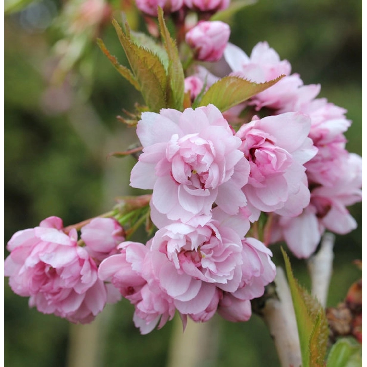 Japanische Hänge Nelkenkirsche 80-100cm - Prunus serrulata günstig online kaufen