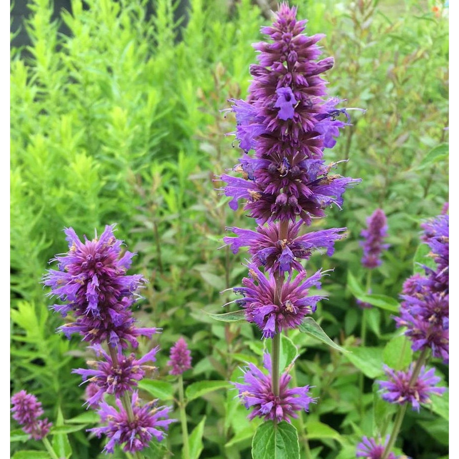 Mexikonessel Blue Boa - Agastache rugosa günstig online kaufen