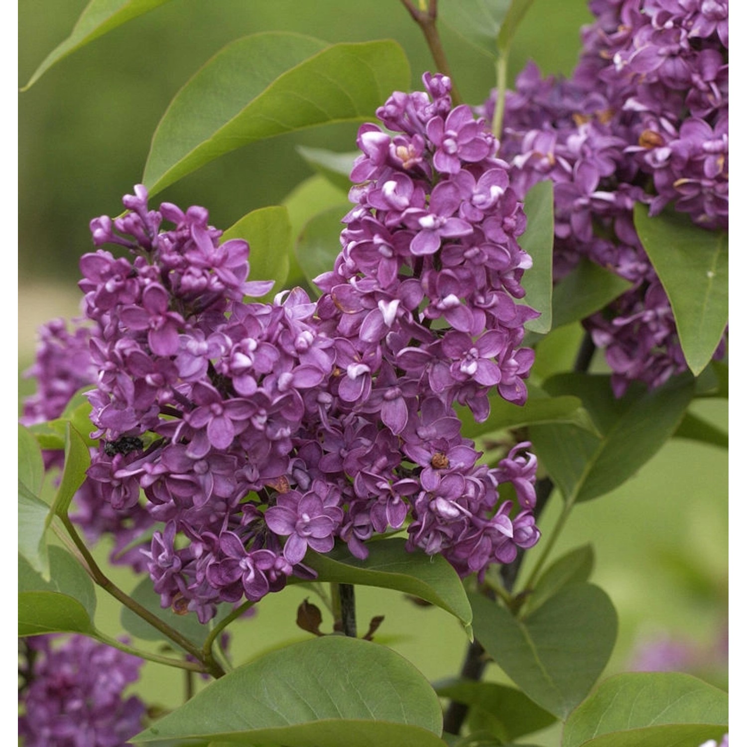 Edelflieder Charles Joly 80-100cm - Syringa vulgaris günstig online kaufen