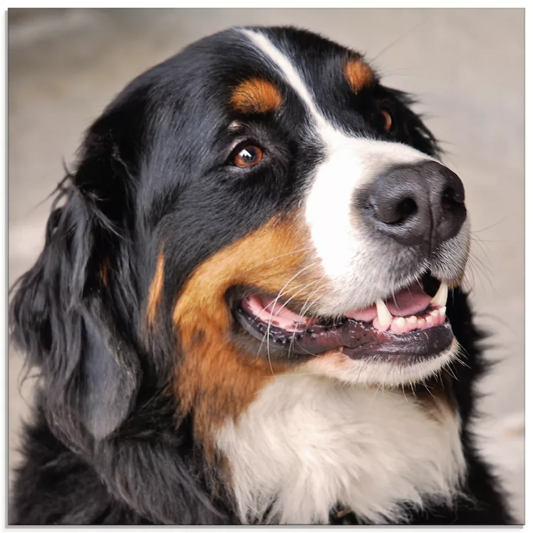 Artland Glasbild "Berner Sennenhund", Haustiere, (1 St.), in verschiedenen günstig online kaufen