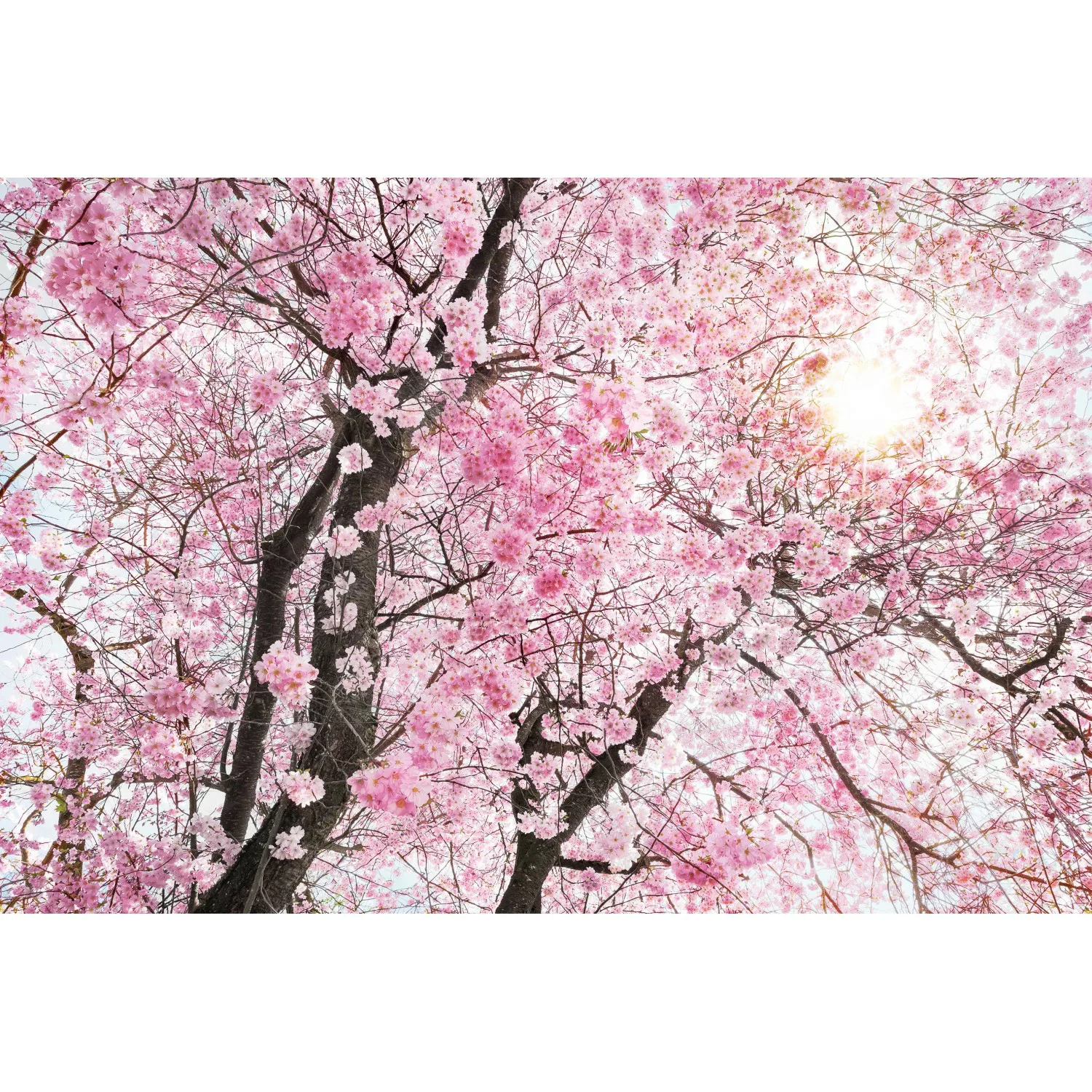 KOMAR Vlies Fototapete - Bloom - Größe 400 x 260 cm mehrfarbig günstig online kaufen