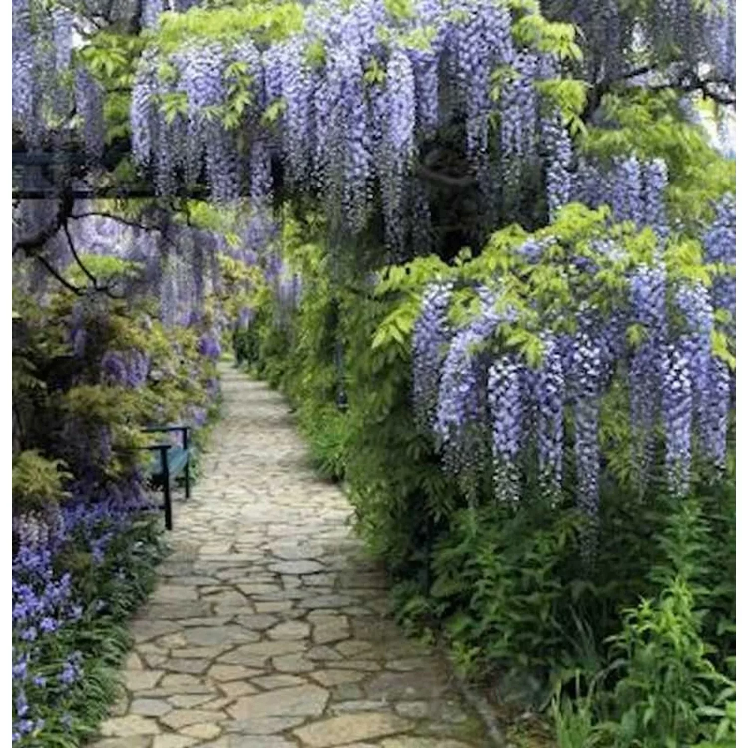 Blauregen Domino 60-80cm - Wisteria floribunda günstig online kaufen