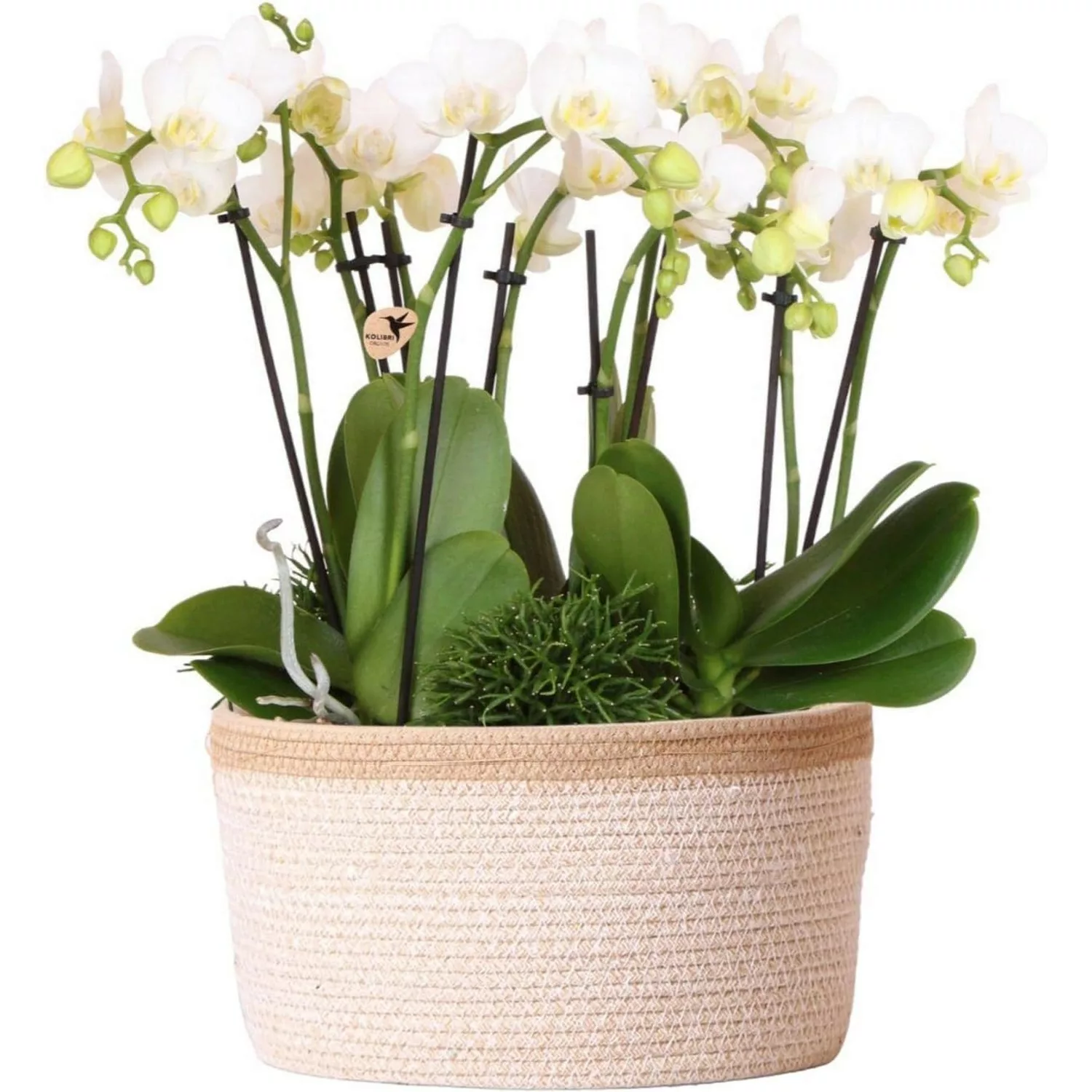 Kolibri Orchids Weißes Pflanzenset inkl. Wassertank 3 Weiße Orchideen Amabi günstig online kaufen
