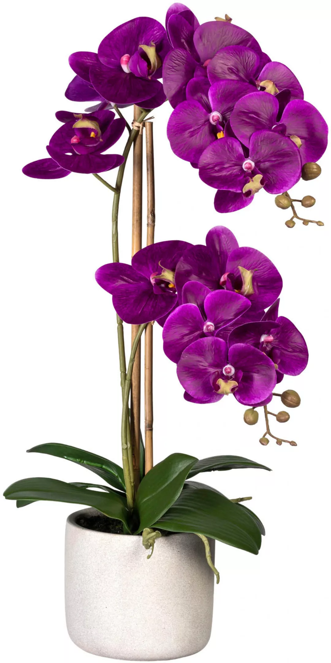 Creativ green Kunstorchidee "Phalaenopsis", im Zementtopf günstig online kaufen