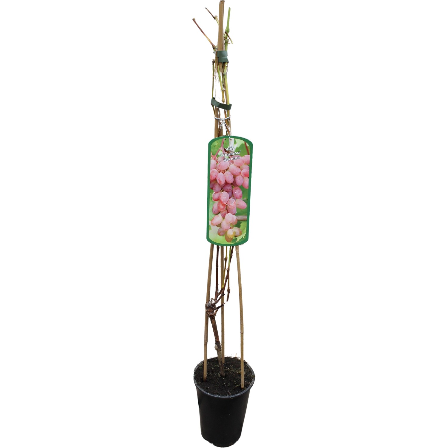 GROW by OBI Weinrebe Vanessa Rosarot H ca. 80-100 cm Topf ca. 3 l Vitis vin günstig online kaufen