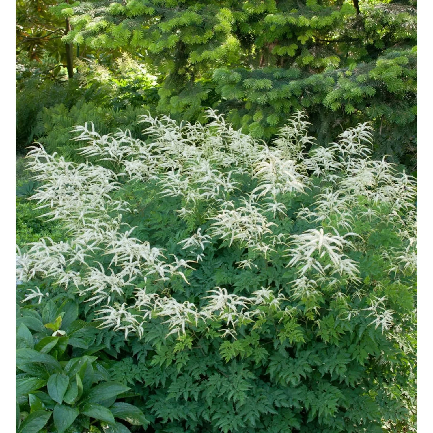 Wald Geißbart Johannisfest - Aruncus aethusifolius günstig online kaufen