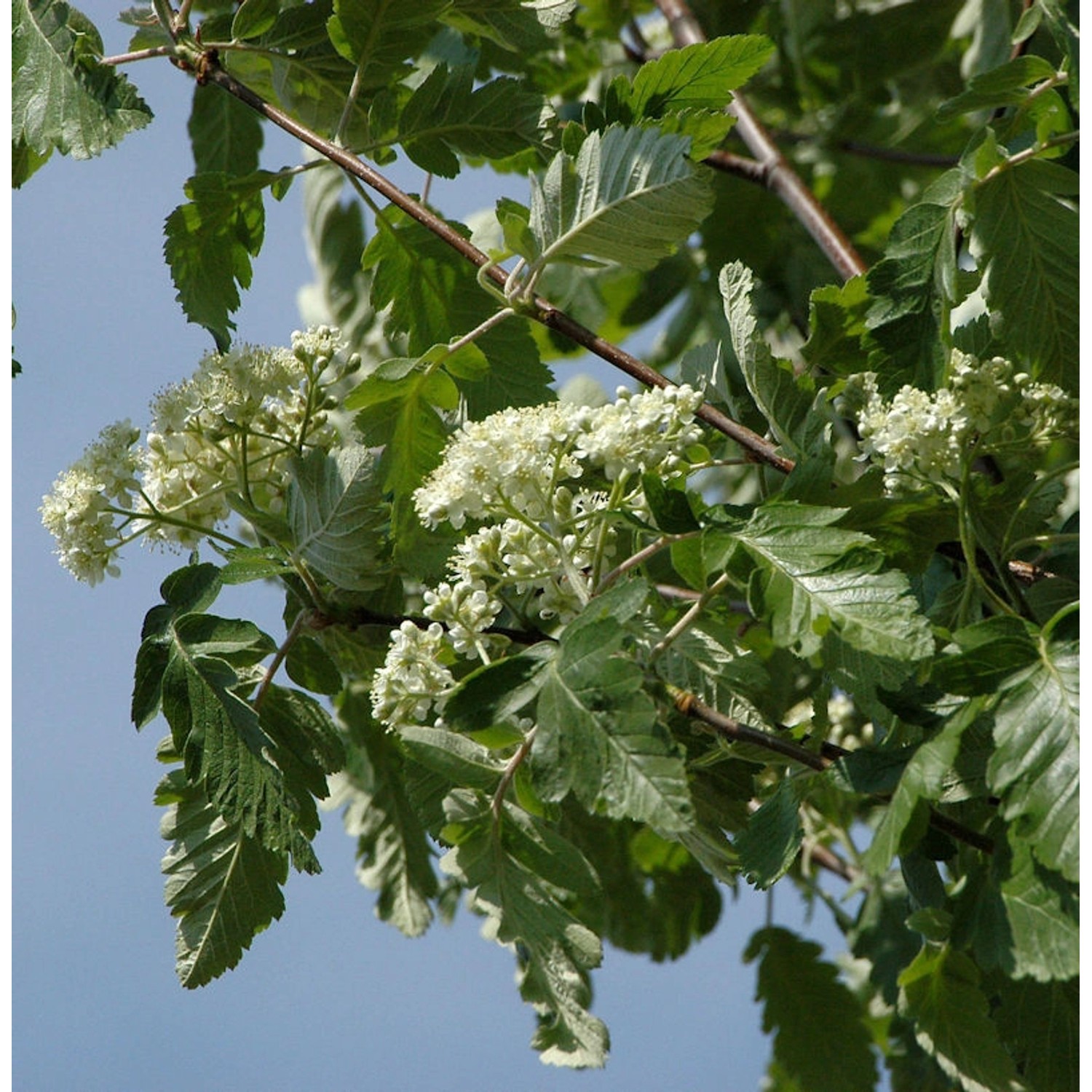 Thüringische Säulen Eberesche 80-100cm - Sorbus thuringiaca günstig online kaufen